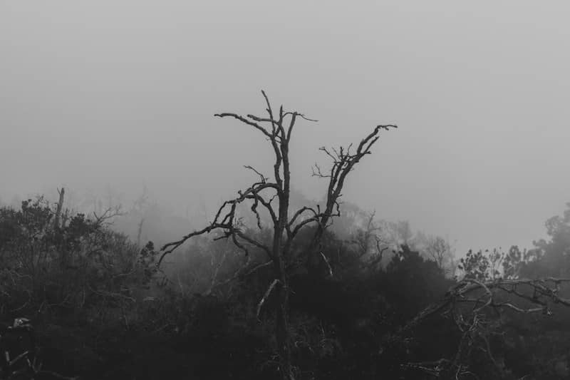 A bare tree with twisted branches in a dense grey fog