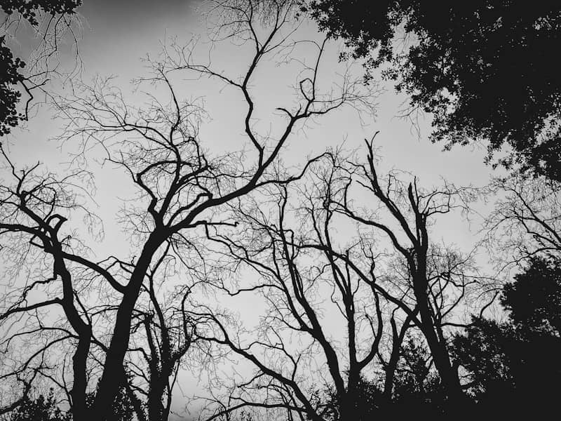 Leafless trees silhouetted against a dark, cloudy sky