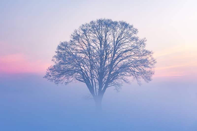 Bare tree emerging from soft morning mist