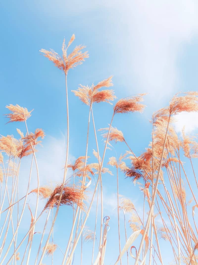 Dry grasses sway against a clear, blue sky.