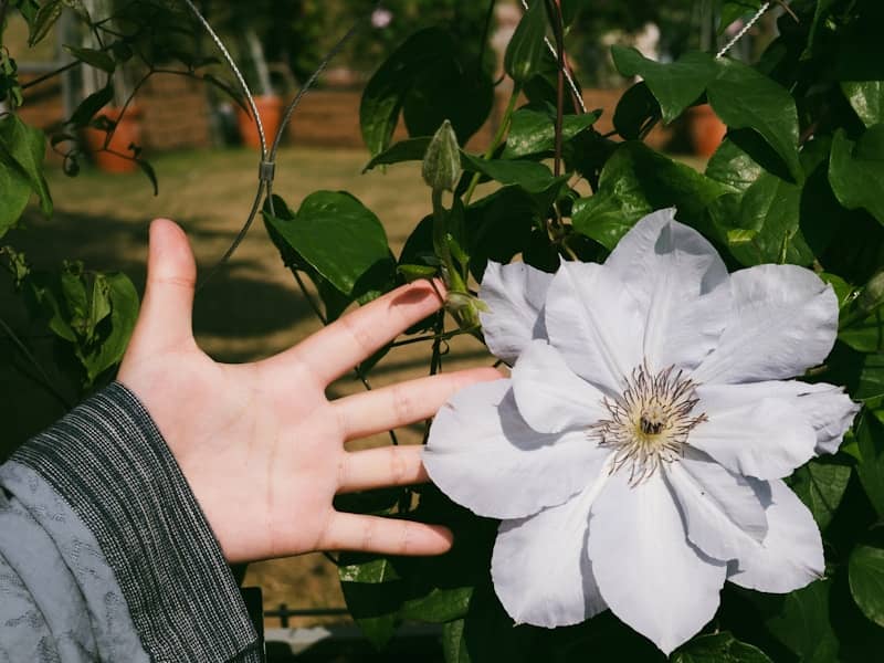 A hand reaches towards a large white flower.