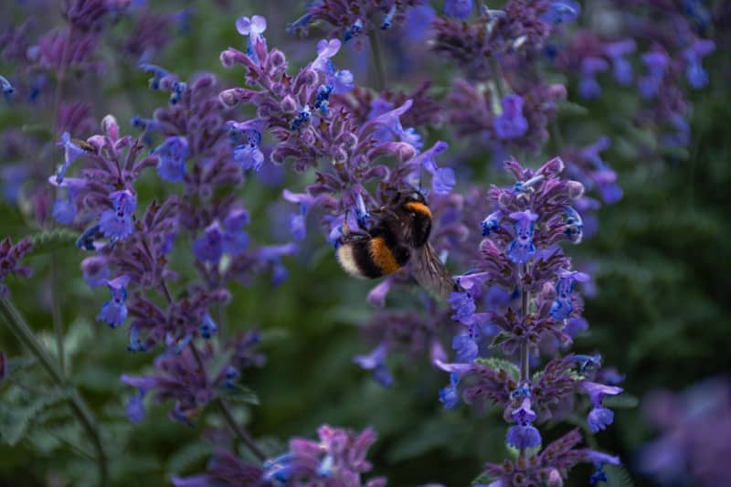 A bumblebee pollinating purple flowers in a garden.