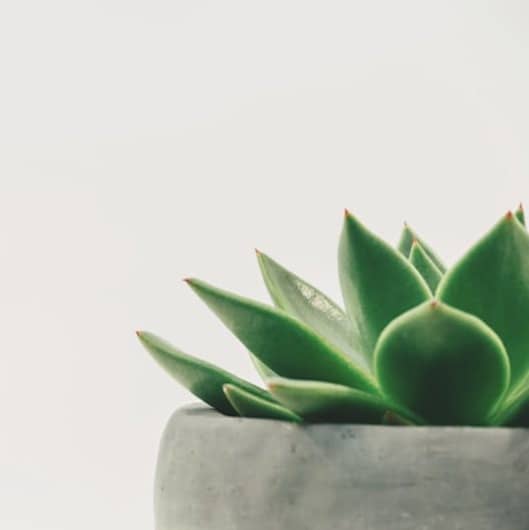 green plant