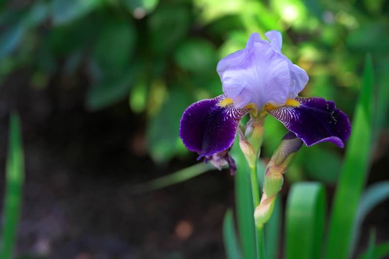 A beautiful iris blooms in the sunlight.