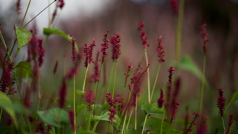 Tall magenta flower spikes rising from green leaves in a soft focus garden
