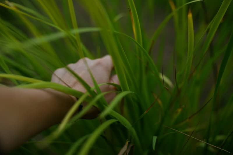 A person reaching into a cluster of long green grass blades