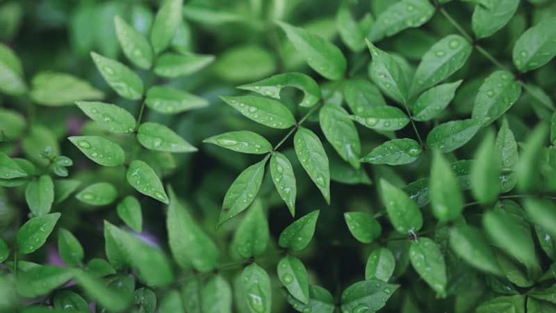 Green leaves with water droplets after rain
