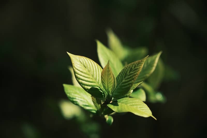 Fresh green leaves emerging against a dark background.