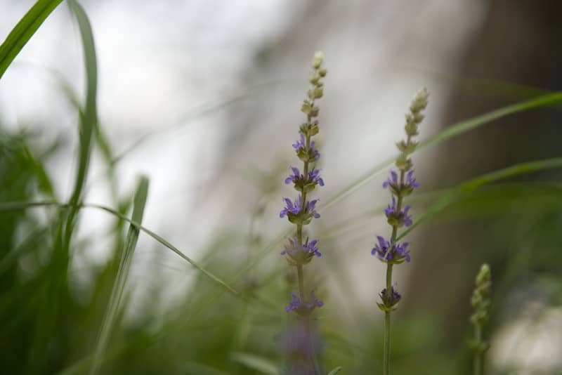 Two slender plants with small purple flowers among green grass.