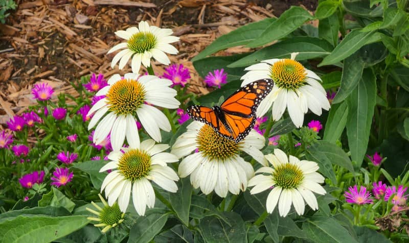 A monarch butterfly resting on a white coneflower surrounded by small purple flowers