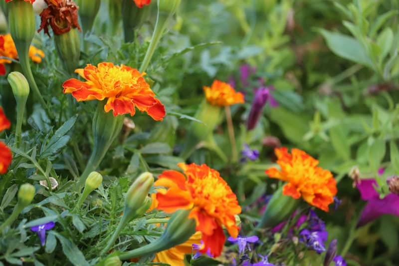 Orange and yellow marigold flowers blooming in a garden.