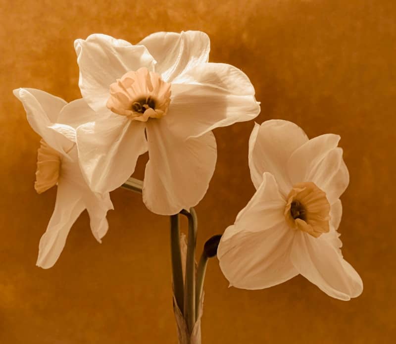 Three white daffodils with peach centers against a golden background.