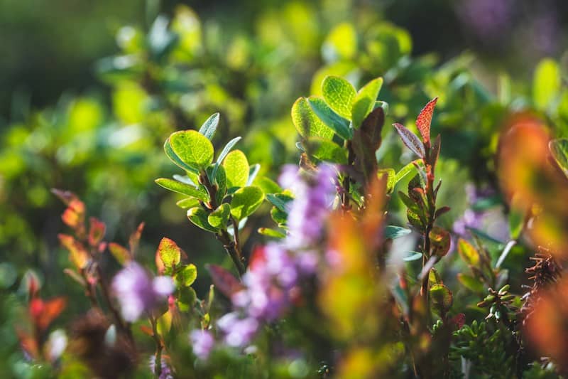 Green leaves and small purple flowers in a sunlit meadow