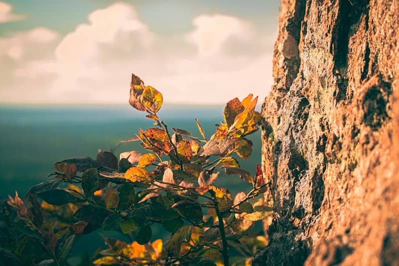 Autumn leaves on a rock face with a distant landscape.