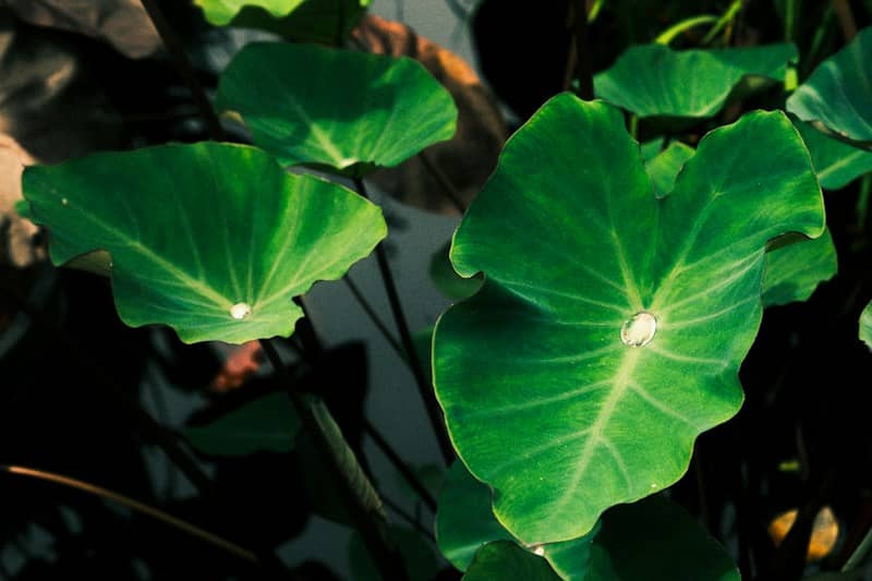 Water droplets resting on large green taro leaves in a garden