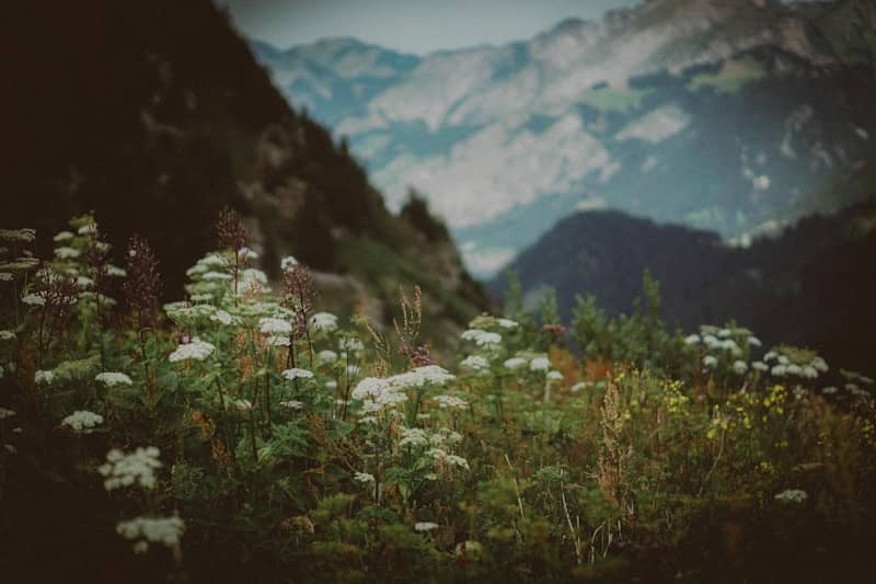 Wildflowers on a mountain slope with distant peaks.