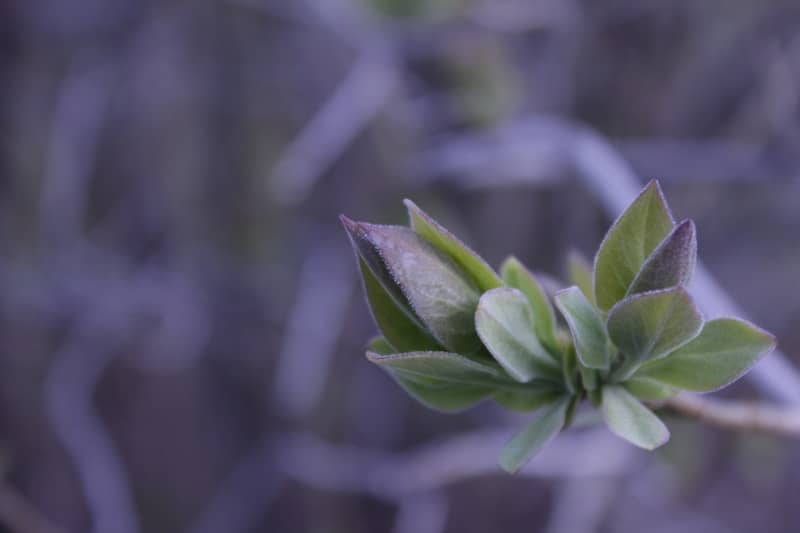 Fresh green plant bud emerging against a soft purple background.