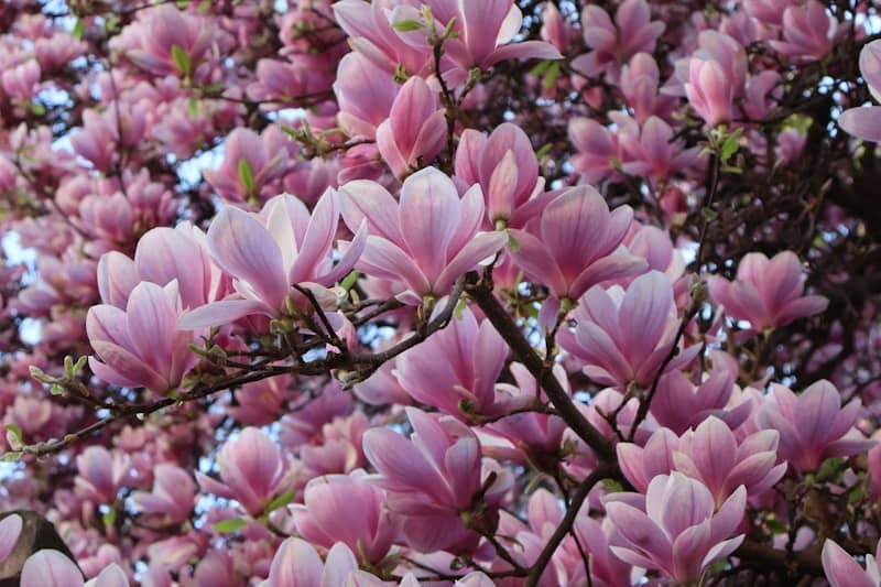 Pink magnolia flowers bloom on tree branches in spring.