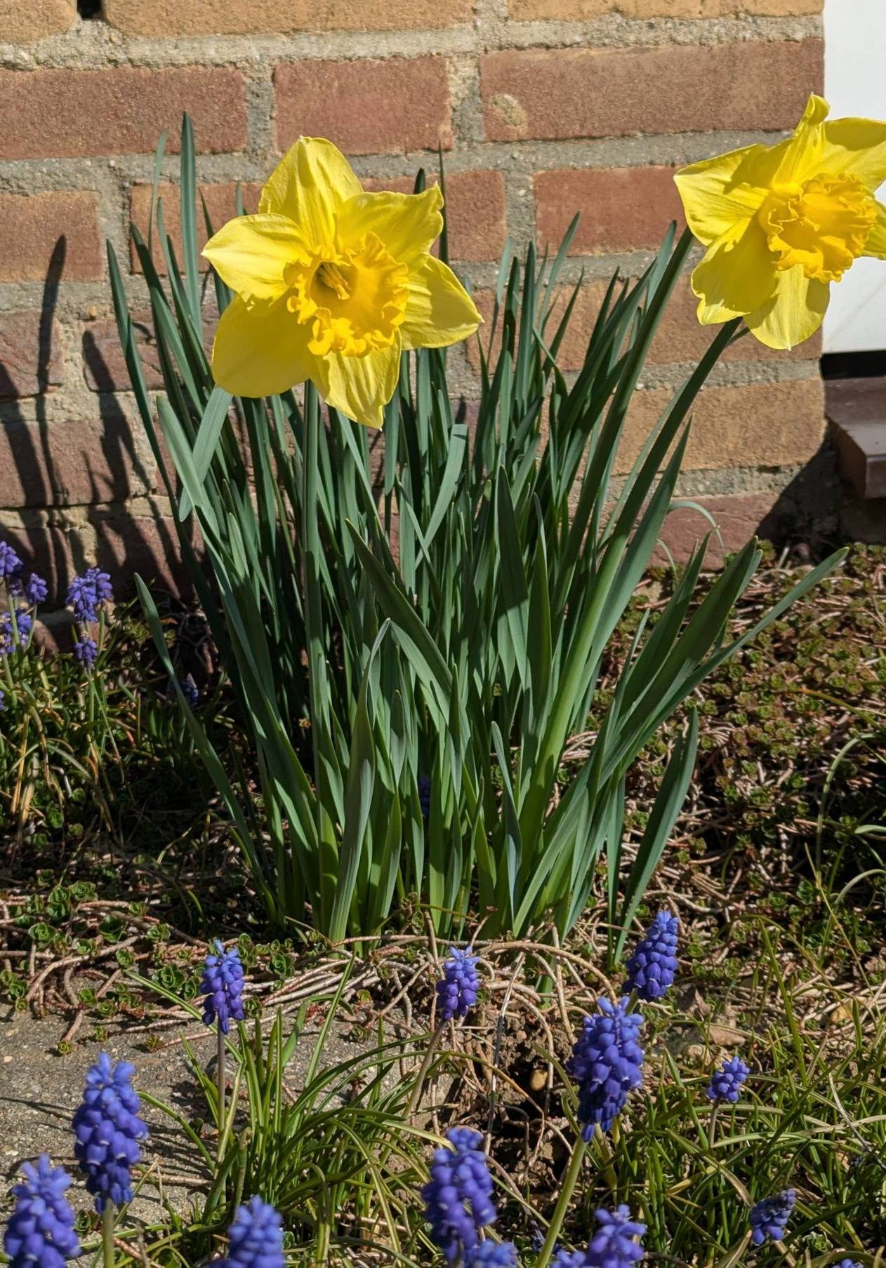 Bright yellow daffodils and purple grape hyacinths blooming in a sunny front garden next to a brick wall.