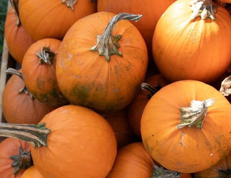 The Family Treasure - October Edition