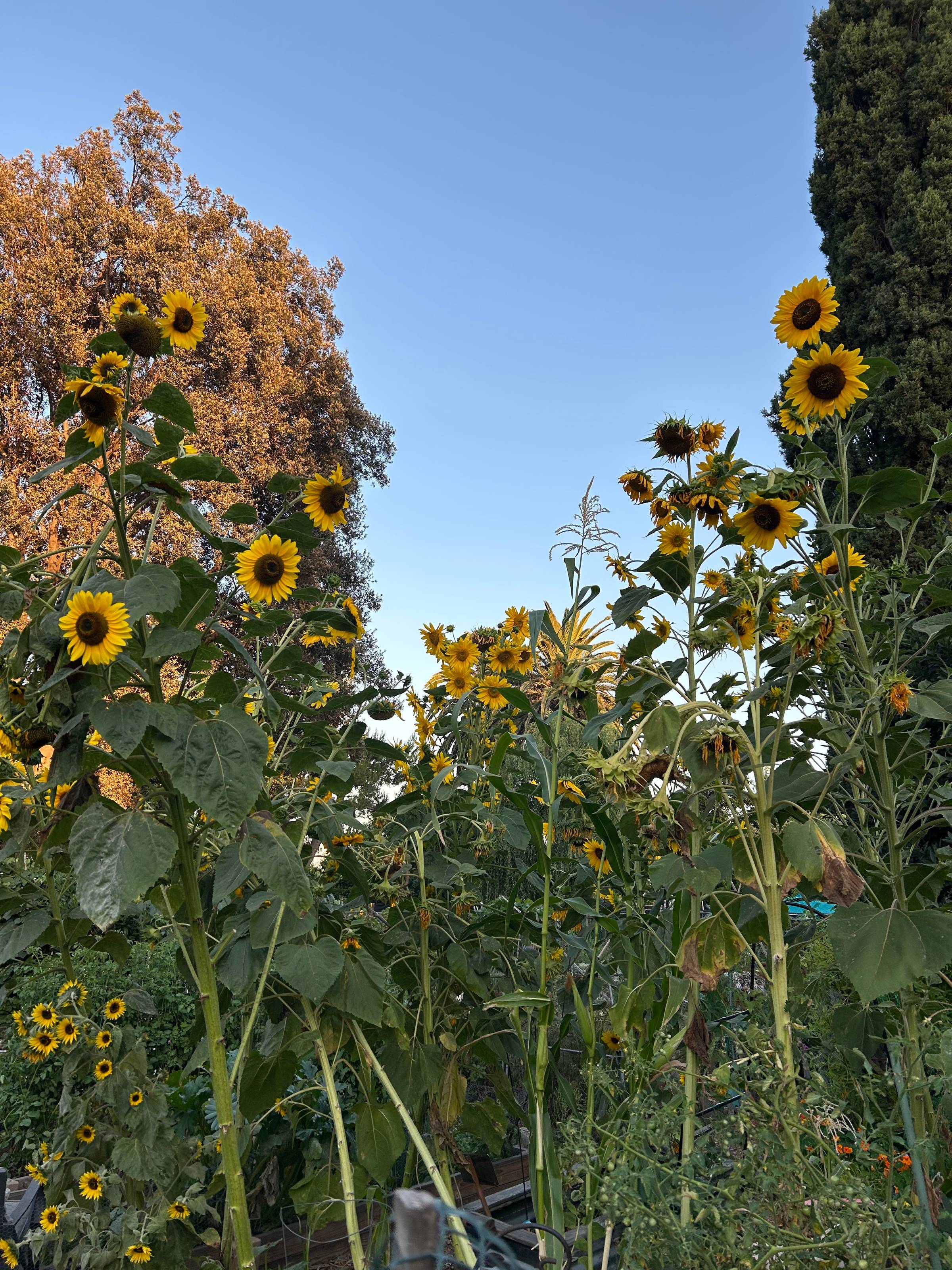 Stalks of sunflowers on either side with the blue sky in the middle