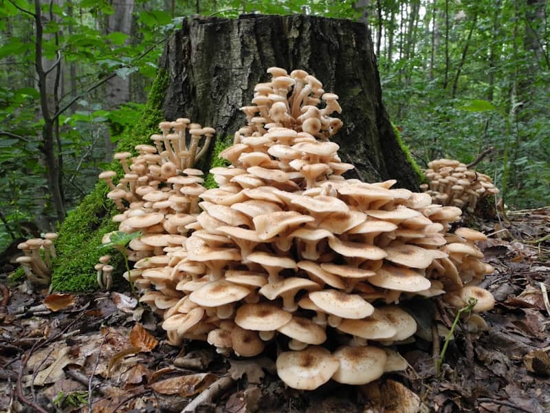 Cluster of honey mushrooms growing on a tree stump.