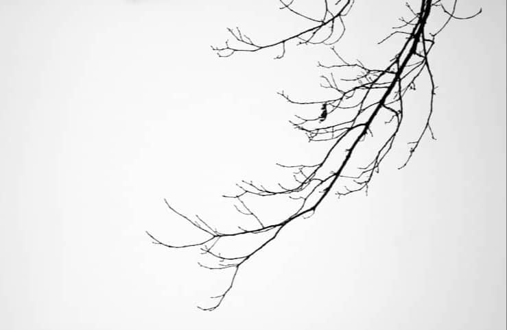 Bare tree branches against a plain, white sky.