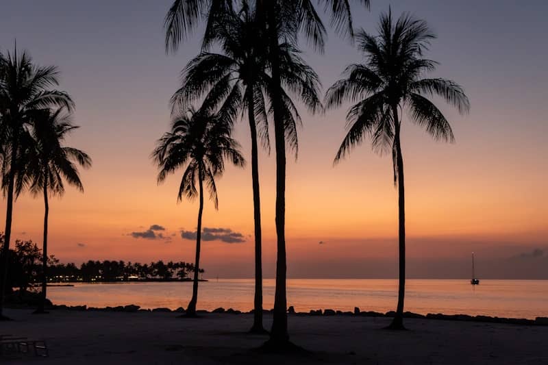 Palm trees are silhouetted against a sunset on a beach