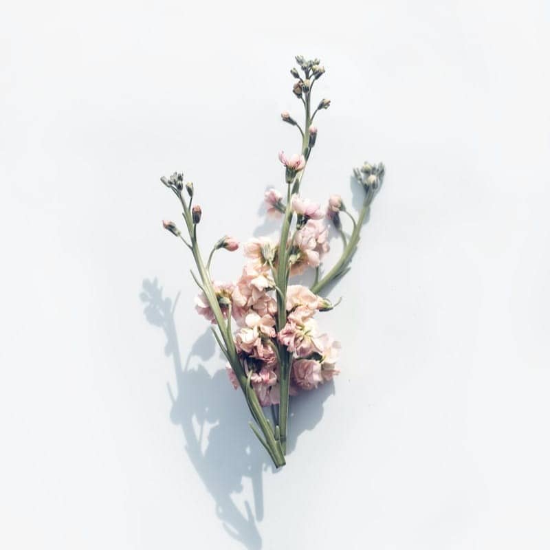 pink flower on white surface