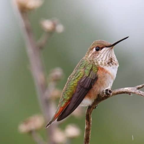 A hummingbird perches peacefully on a branch.