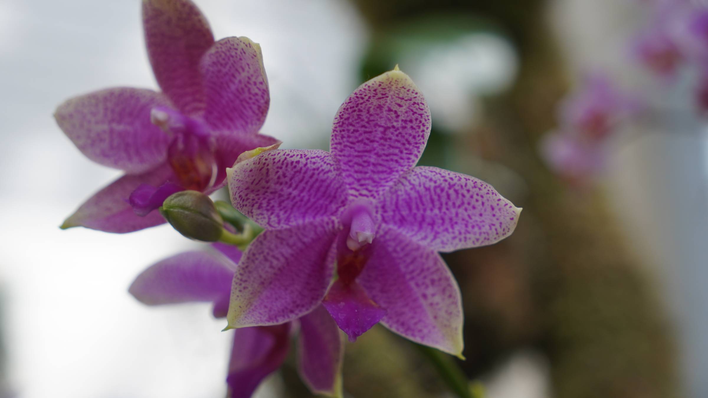 Pink and white orchid in front of a blurred background