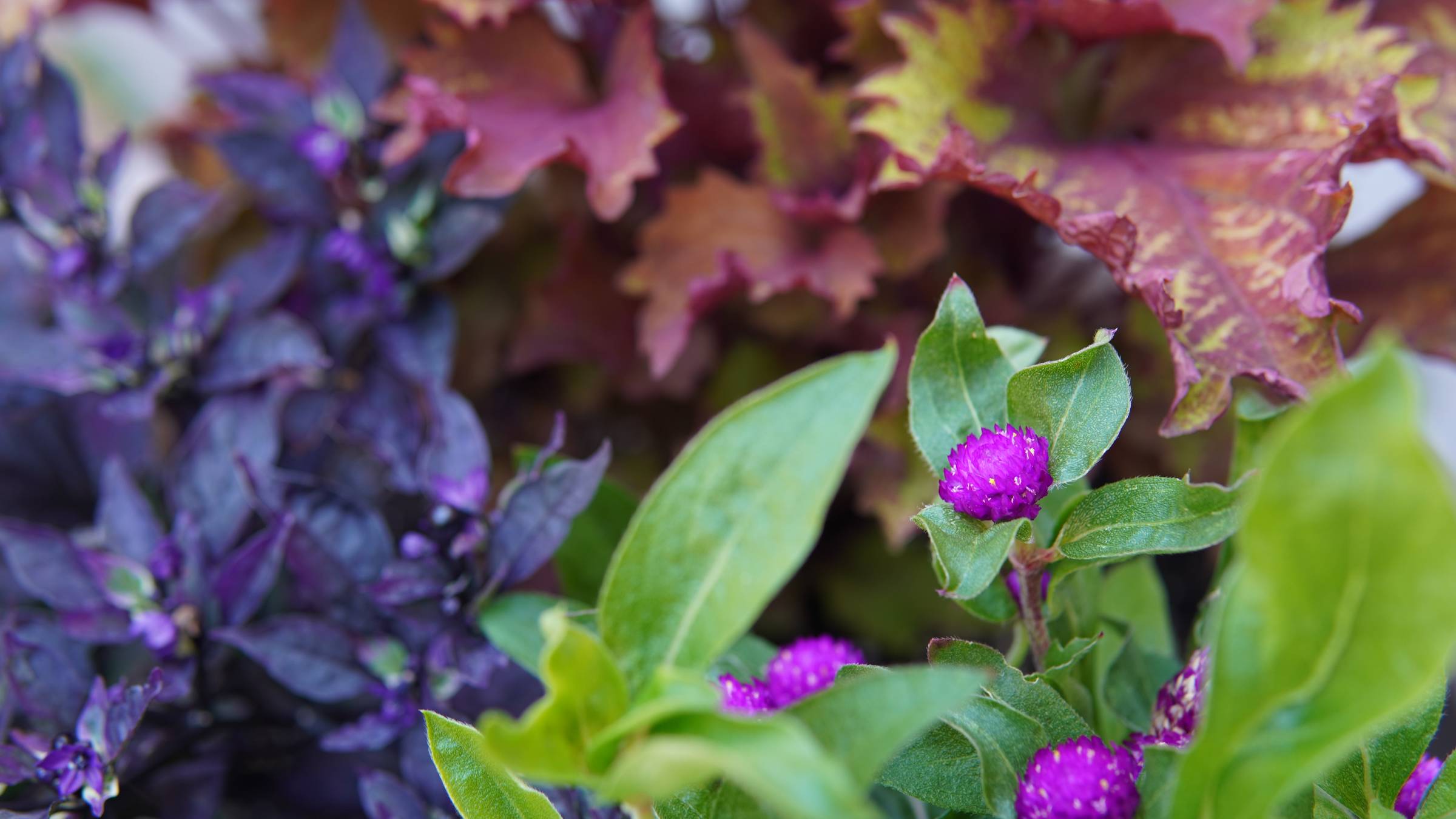 Purple, dark red, and green leaves with small, bright purple flowers among them