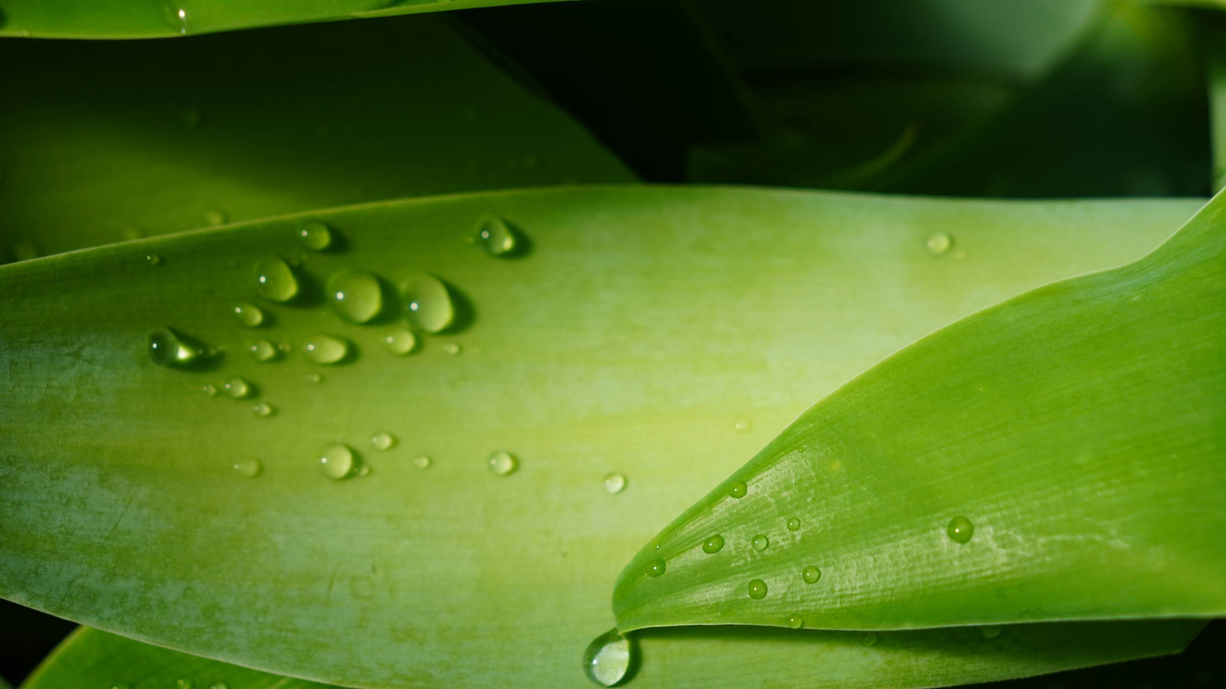 water droplets on a bright green leaf