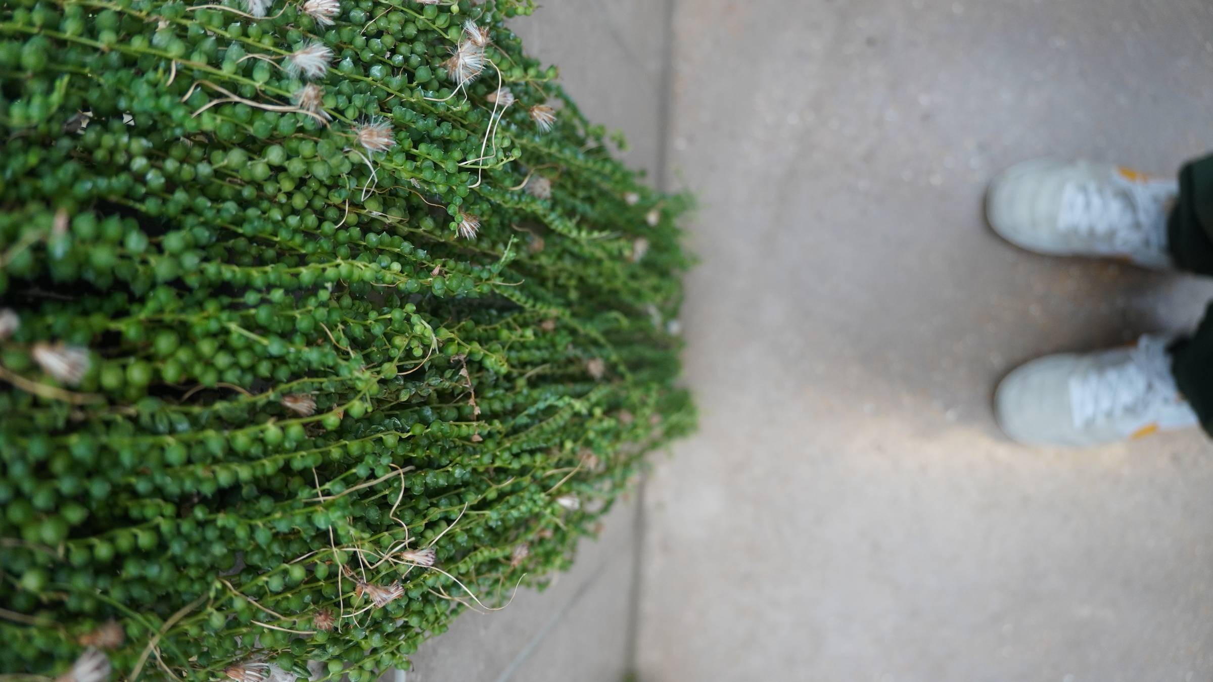 green vine plants cascading down a concrete wall and white shoes