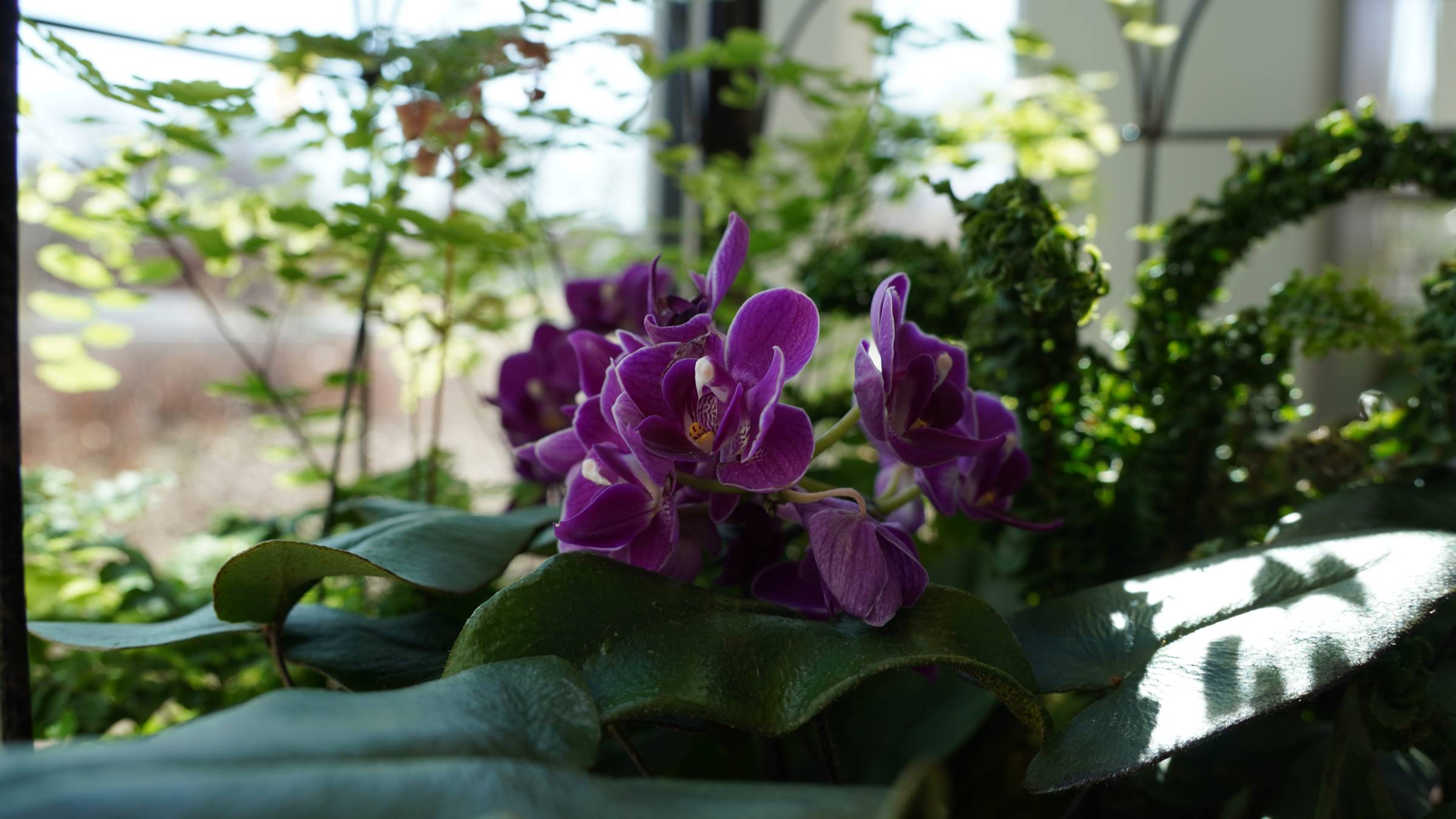 purple orchid nestled in green leaves