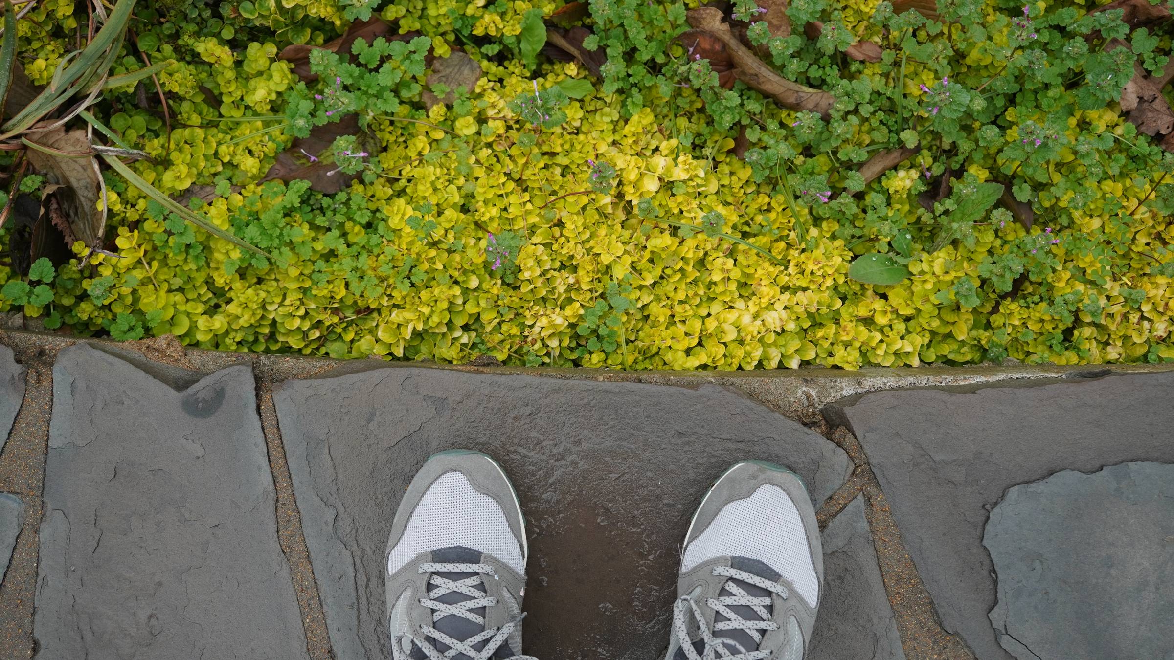 A picture of grey tennis shoes on a stone path standing in front of bright yellow and green leafy ground cover plants
