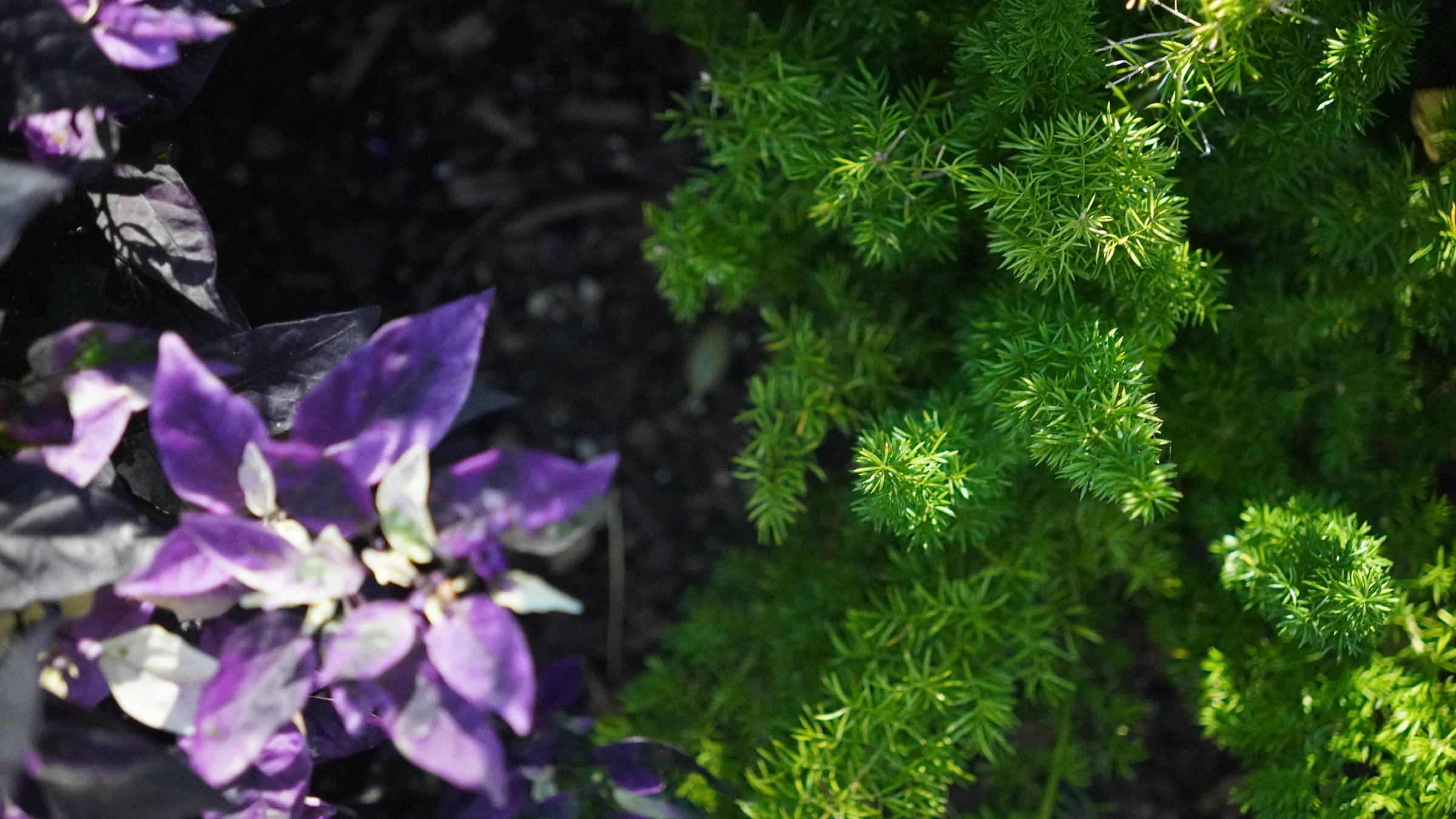 Purple and green plants