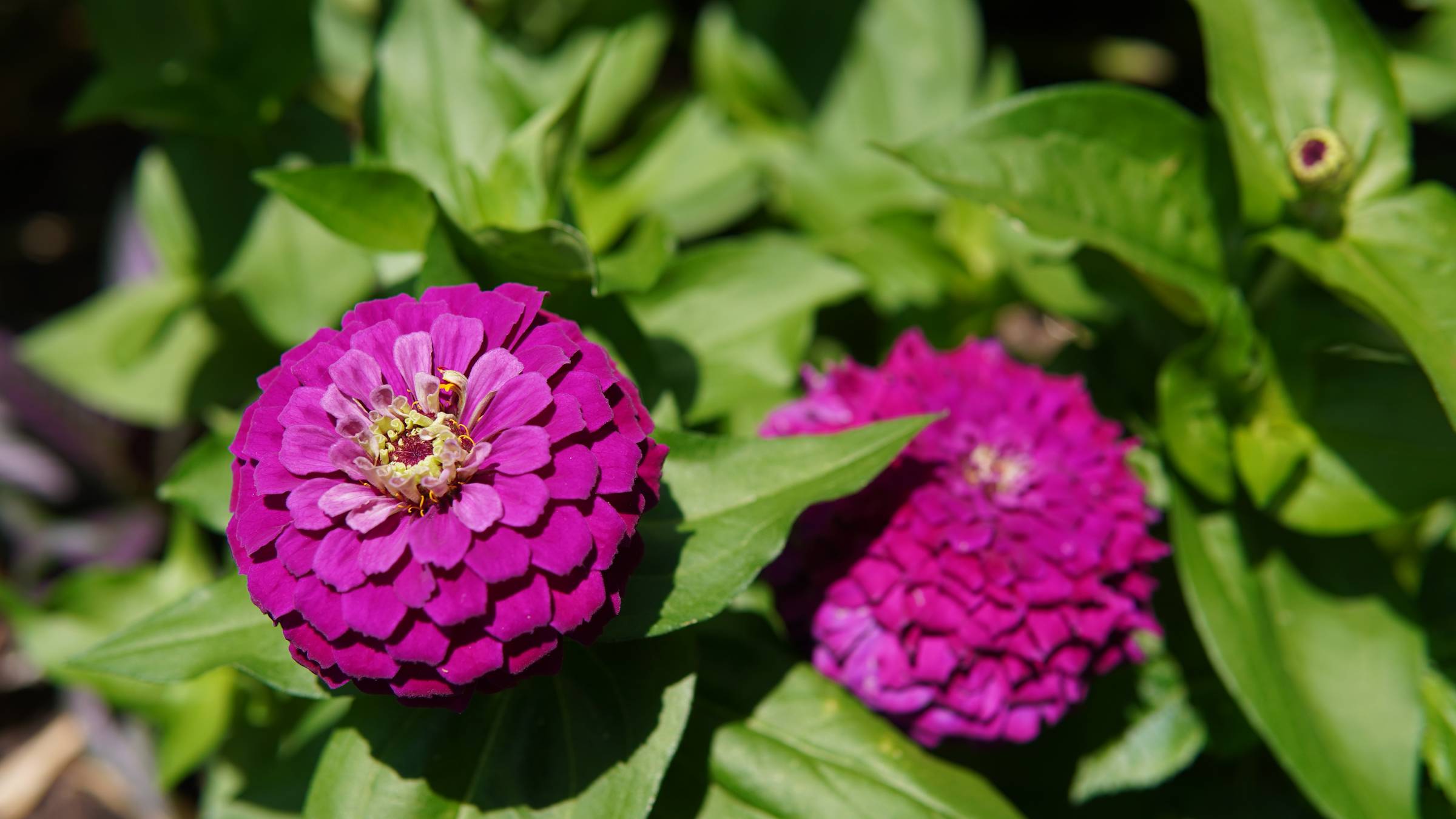 two pink/purple-y flowers mixed in with green leaves
