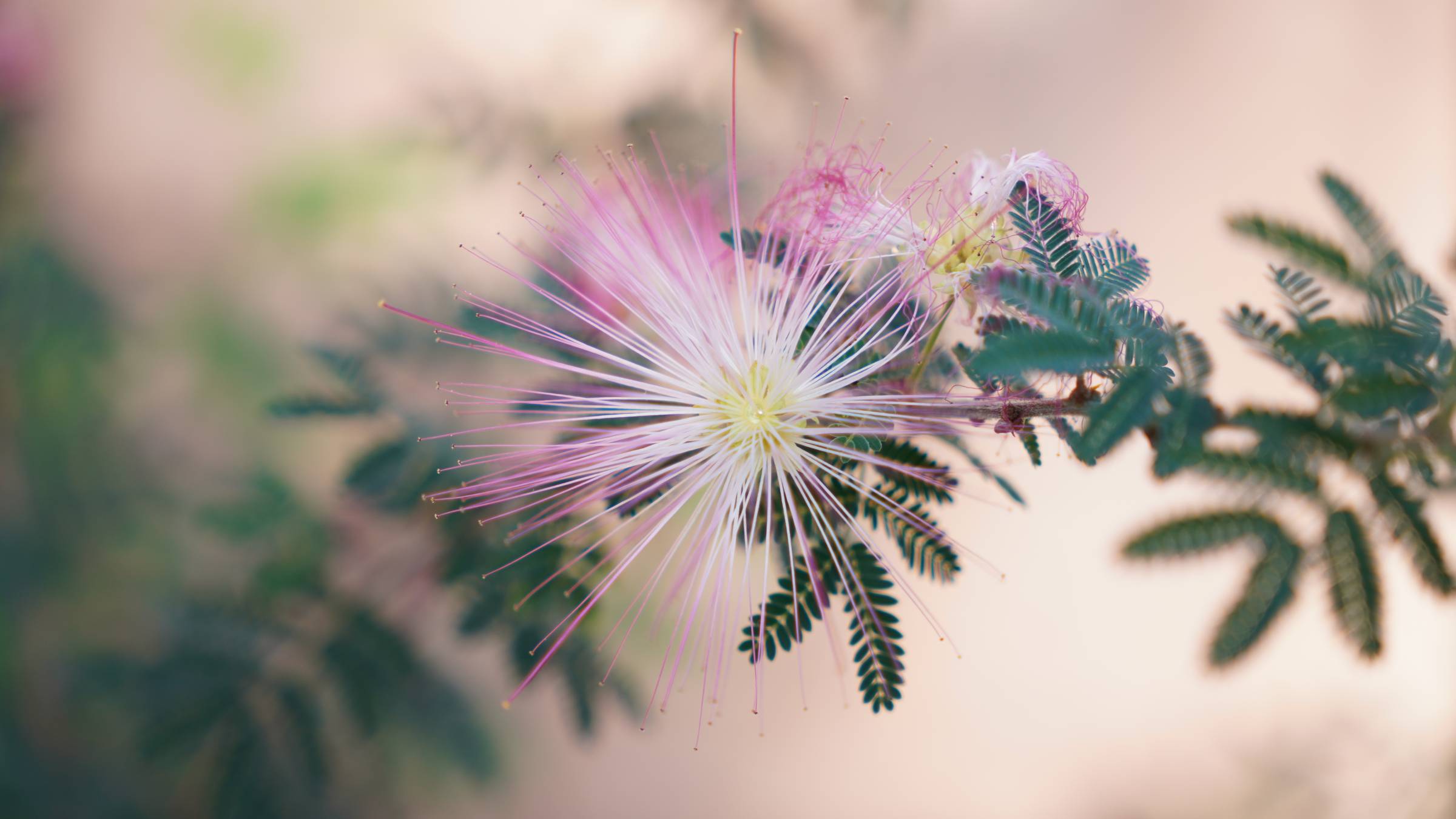 a flower that looks like a pink firework 