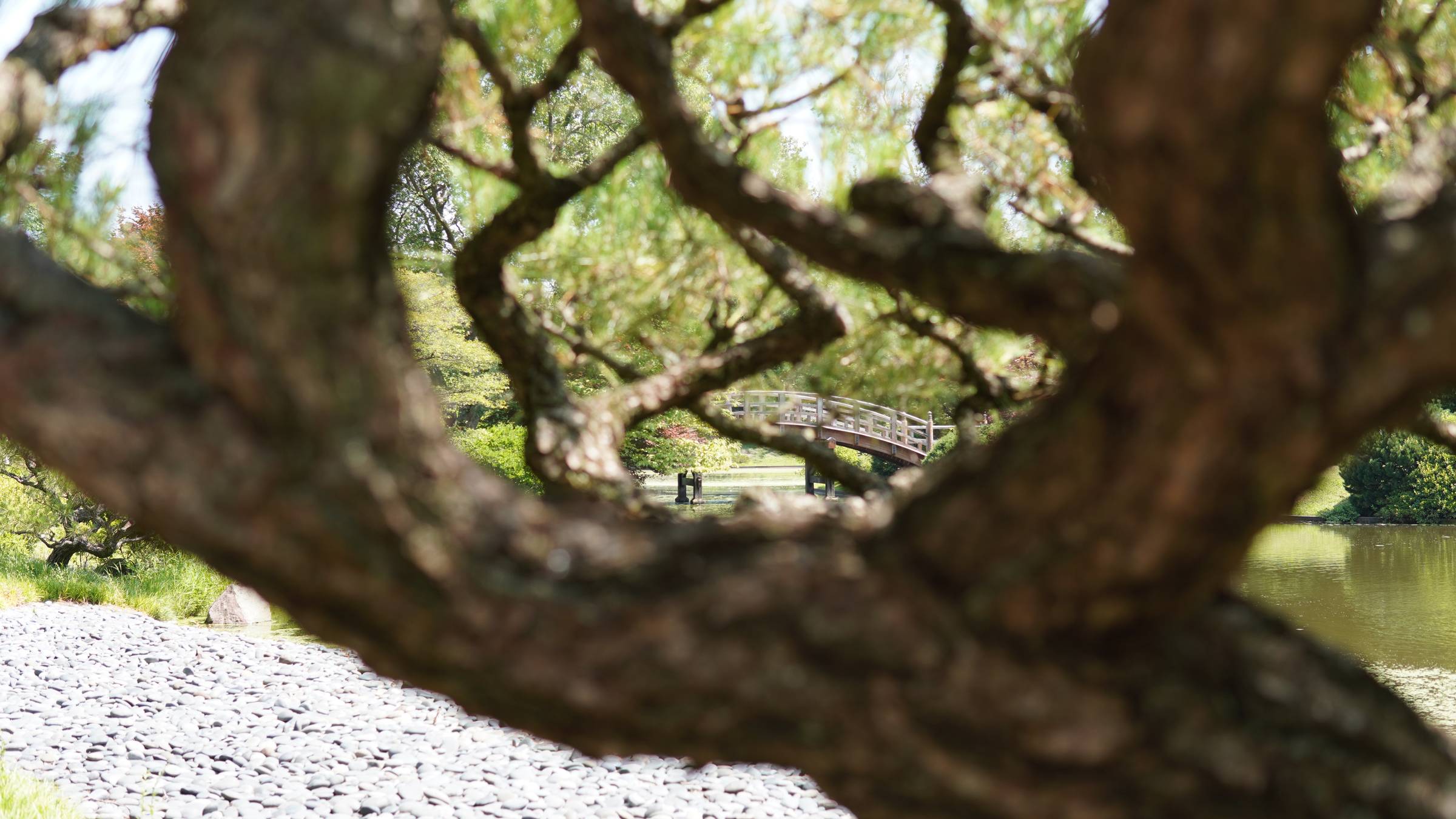 photo of a bridge through the branches of a tree