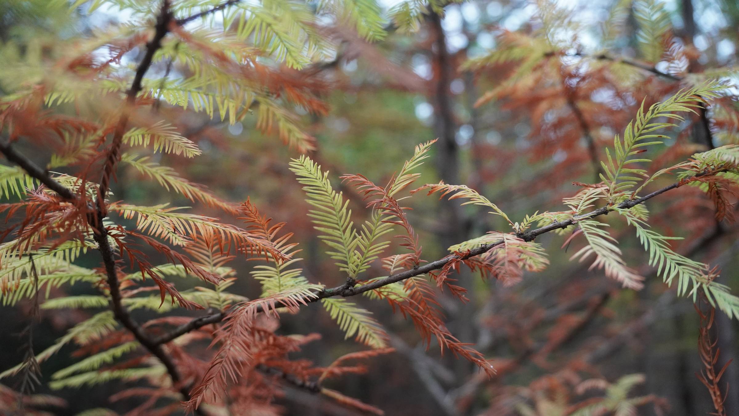 picture of a tree branch with green and orange needles