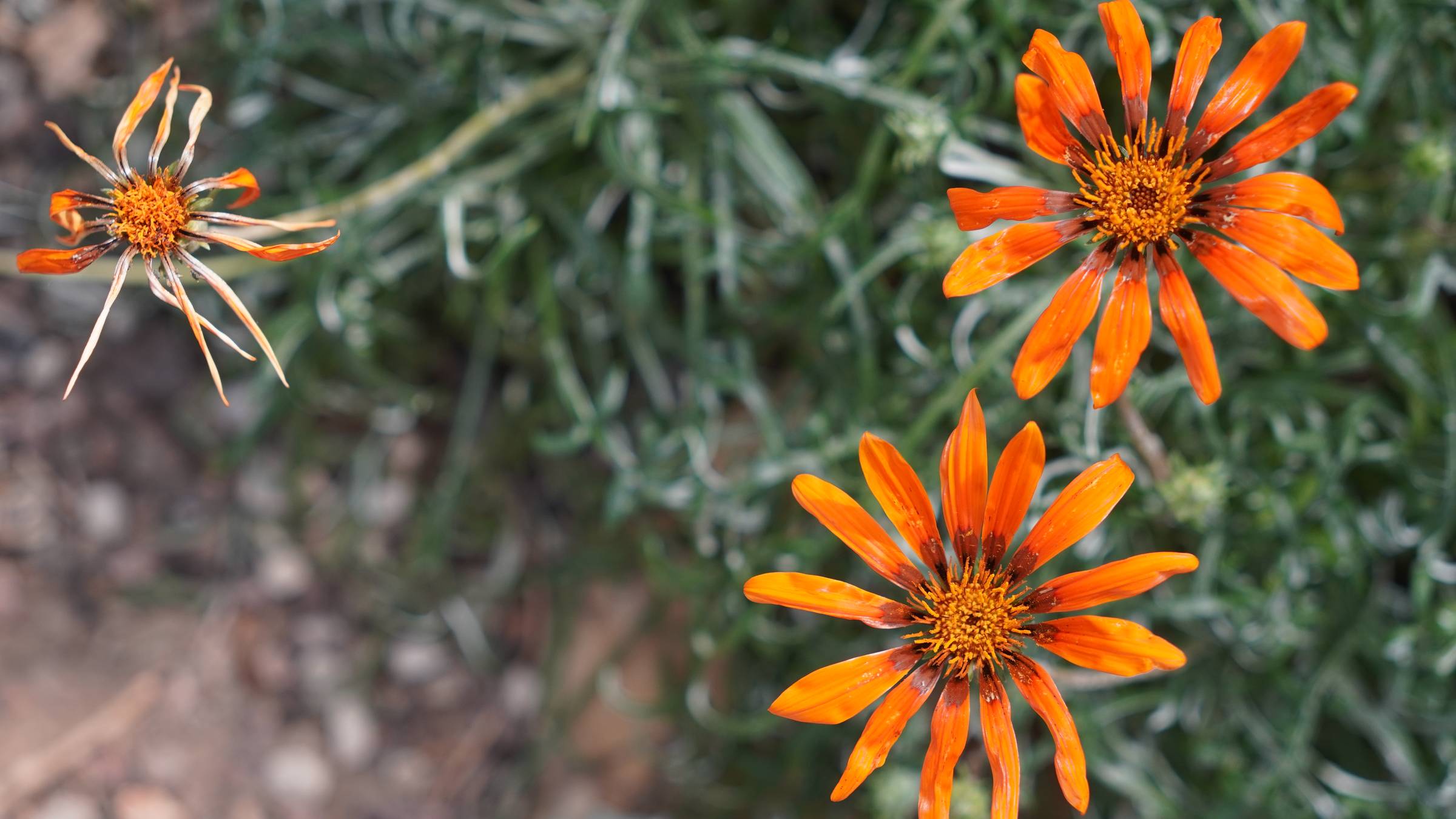 orange flowers in front of a green bush