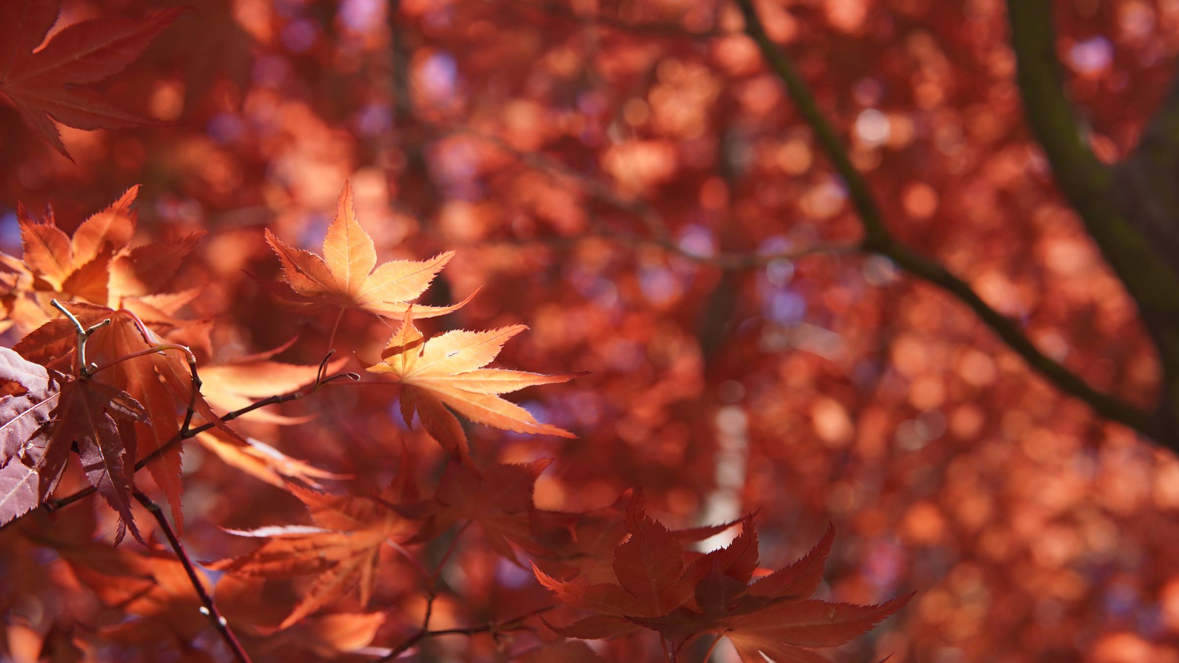 Red and Orange Japanese Maple Tree Leaves 