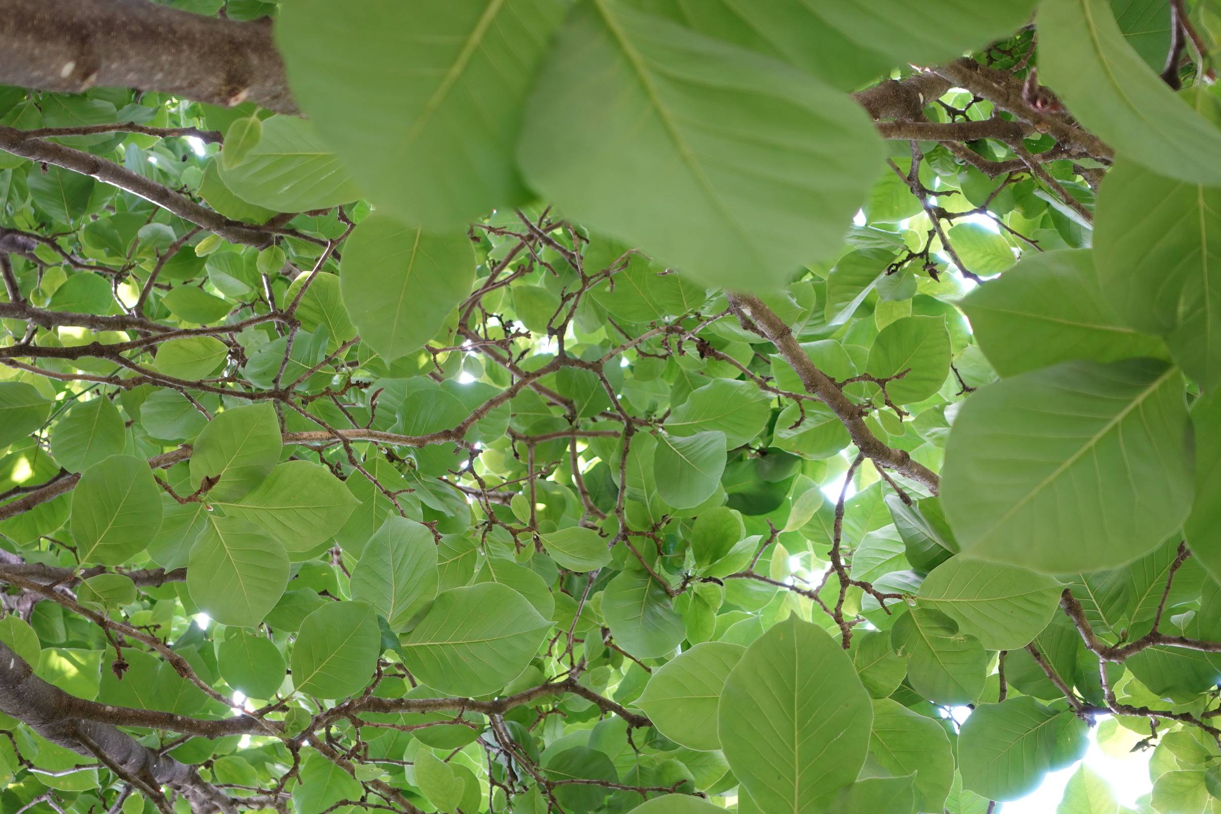 picture of tree branches filled with green leaves 