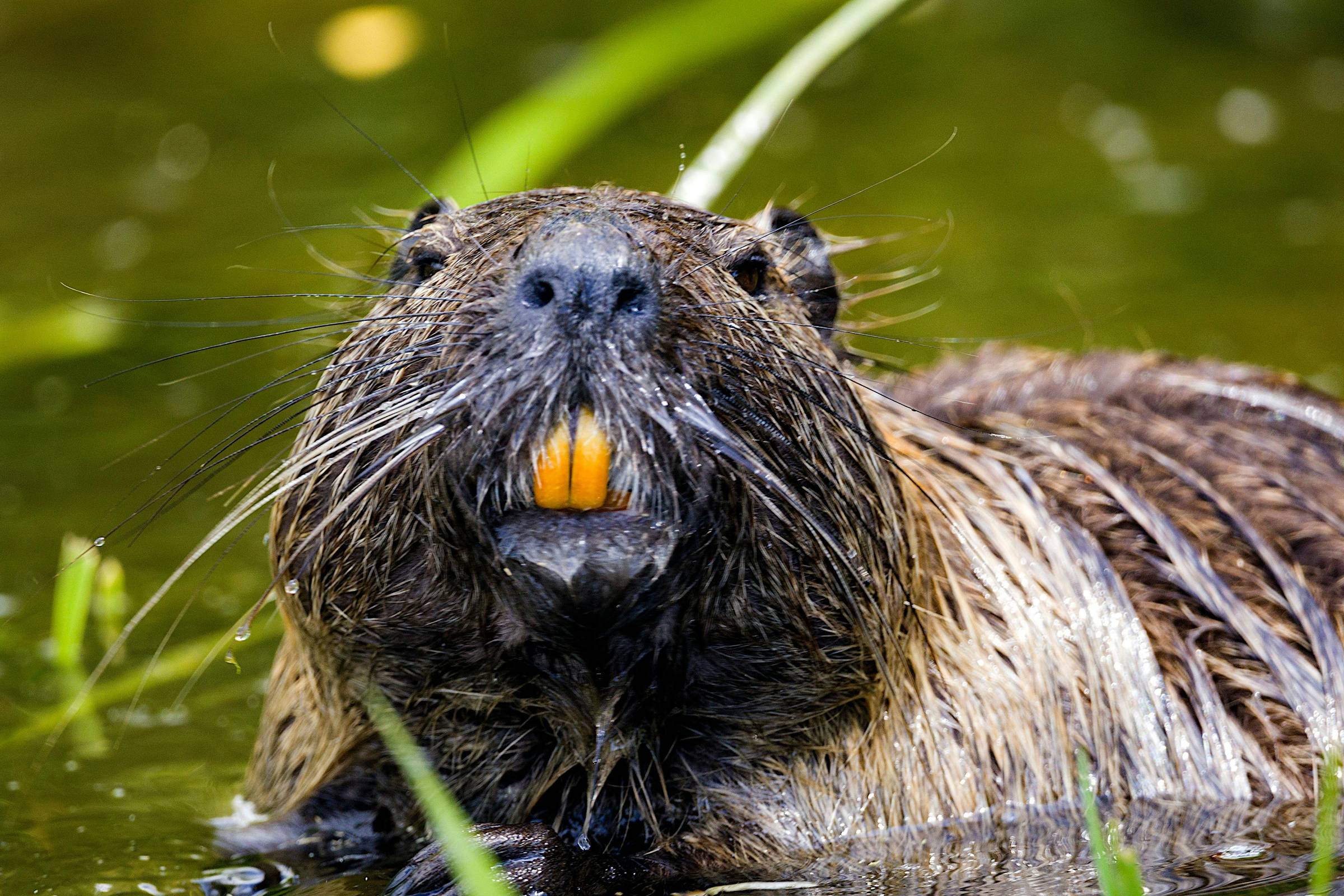Close-up of a beaver peeking above the water, showing off its bright orange teeth and wet whiskers. The background is a soft blur of green reeds and water, creating a slightly comical and curious expression on the beaver's face.