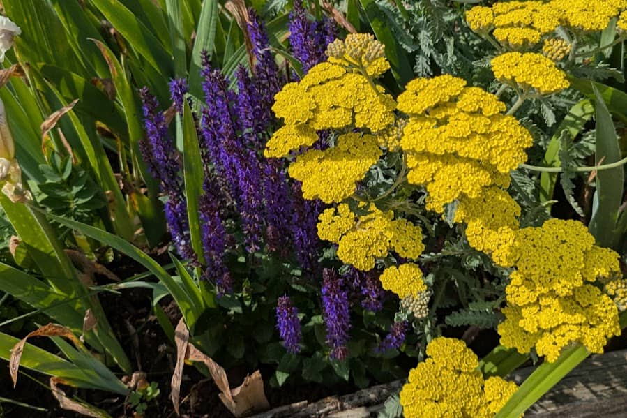 Close-up of a historic garden bed with clusters of bright yellow yarrow and tall purple salvia blooms surrounded by green foliage. The flowers are vivid and distinct, revealing subtle variations in shade and texture against the sunlit leaves.