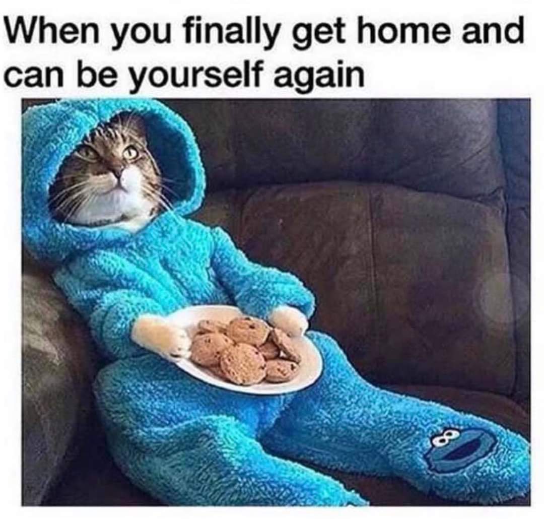 A grumpy-looking cat sits upright on a couch, dressed in a full fuzzy Cookie Monster onesie, holding a plate of chocolate chip cookies. The caption reads, “When you finally get home and can be yourself again.”