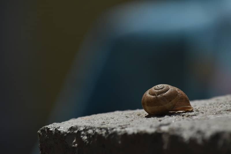 A snail shell rests on a textured surface.
