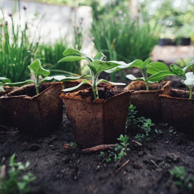 green plant on brown clay pot