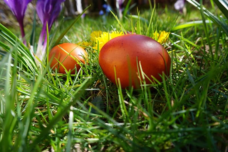 Two red easter eggs nestled in green grass